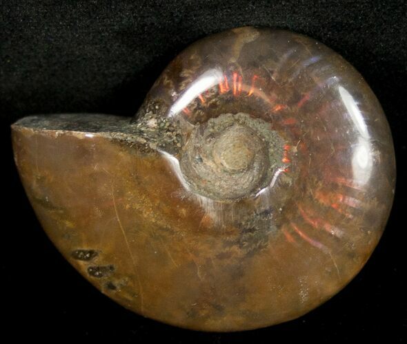 Flashy Red Iridescent Ammonite - Wide #10358